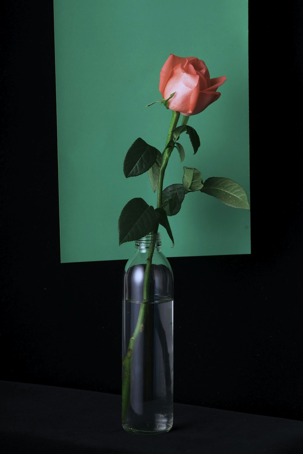 pink rose in clear glass vase