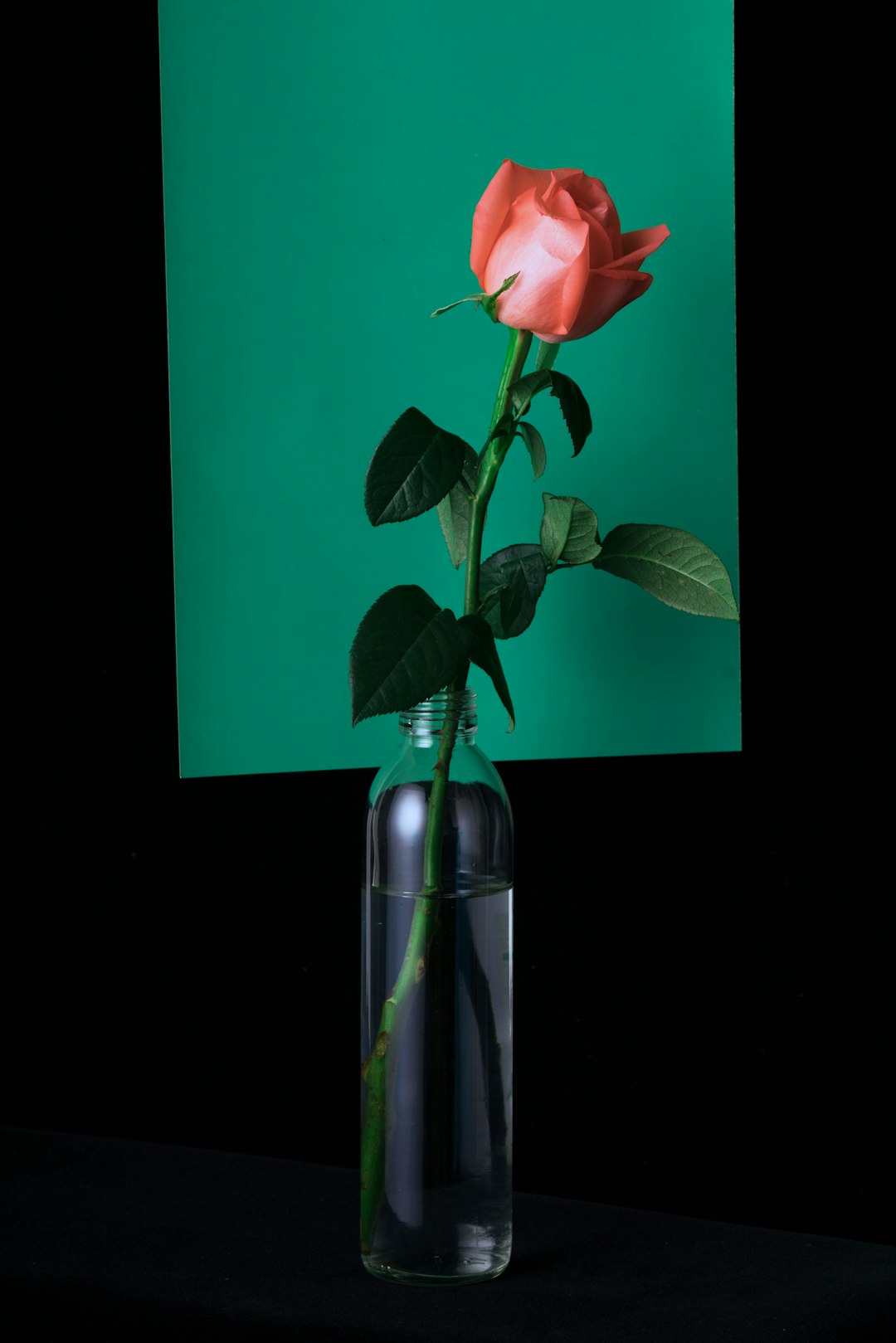 pink rose in clear glass vase