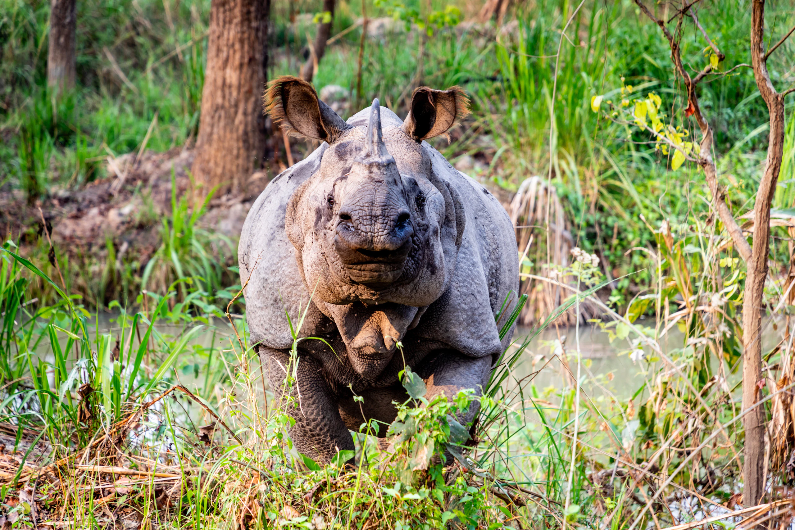 A greater one-horned rhinoceros grazing in tall grassland, Chitwan National Park, Nepal