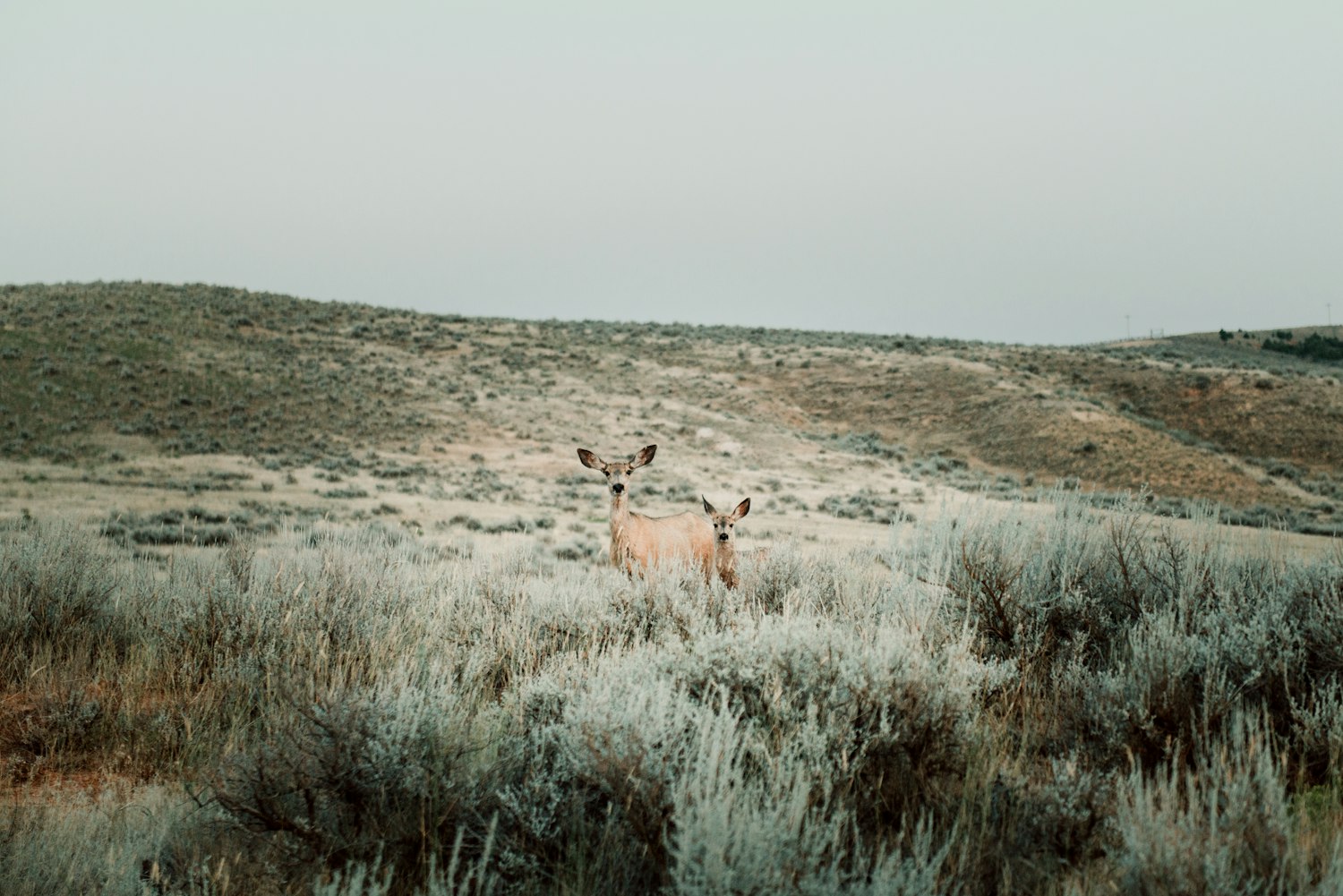 Feds Finalize Wyoming Wildlife Killing Plans