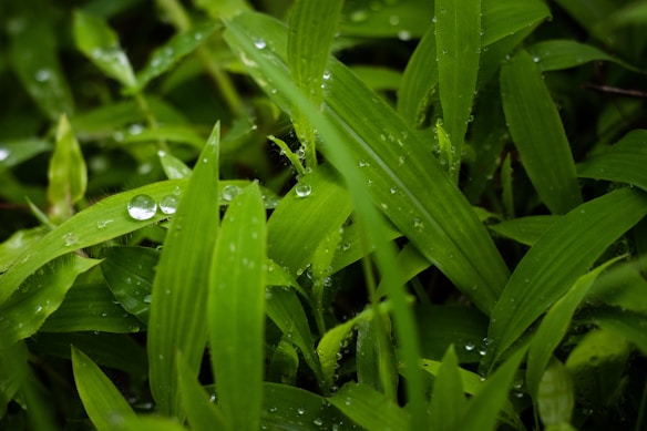 Bright green leaves with water droplets scattered on their surfaces, capturing a fresh, natural setting.