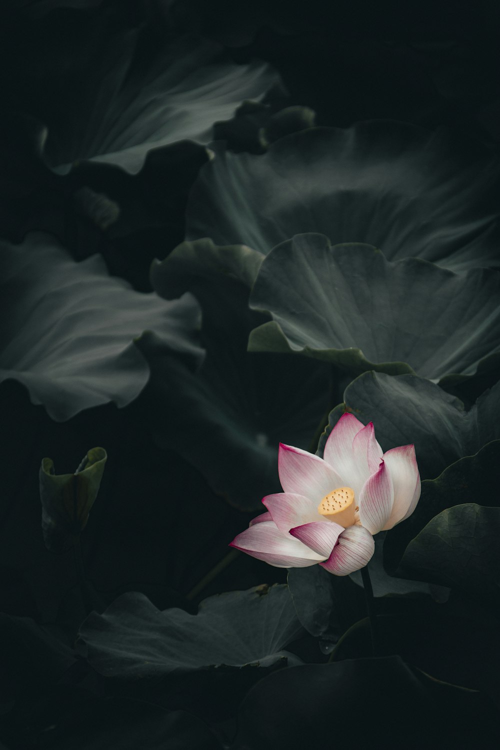 Foto de primer plano de flor de pétalos rosados y blancos