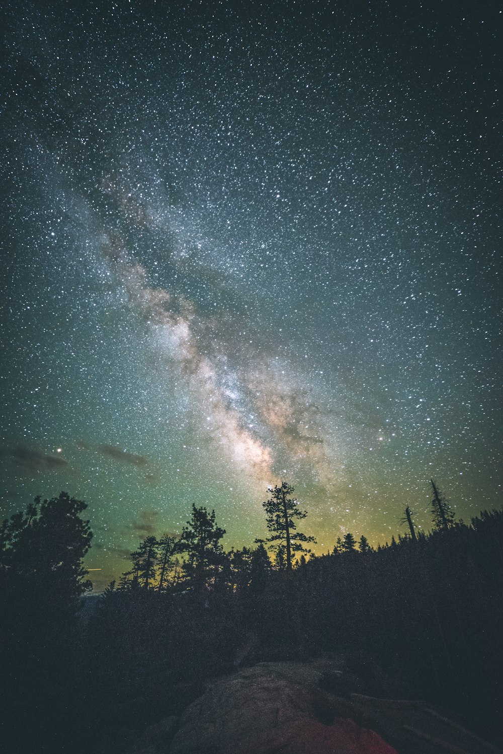 silhouettes of trees under starry sky