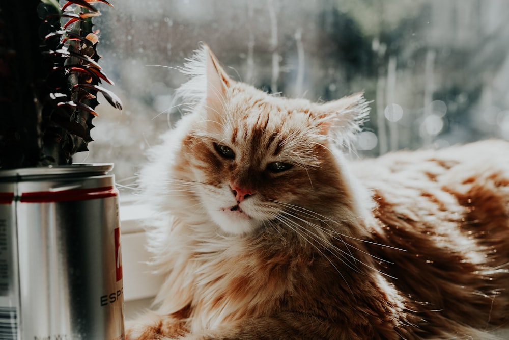透明なガラス窓のそばに横たわる短い毛皮のオレンジ色のぶち猫