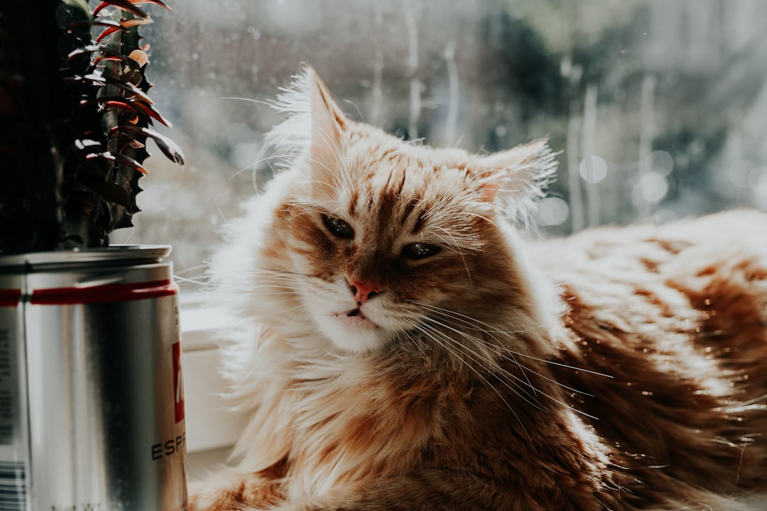 short-fur orange tabby cat lying beside clear glass window