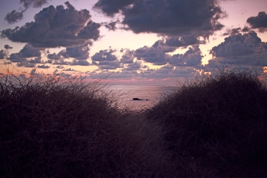 bush with clouds background in Gozo Malta