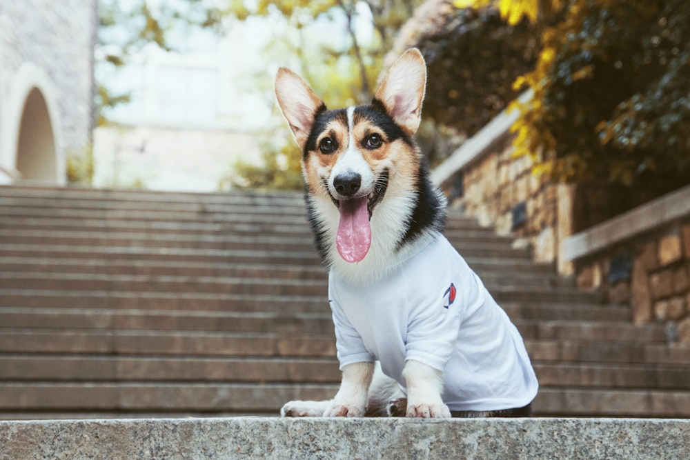 black and fawn dog sitting on concrete stair