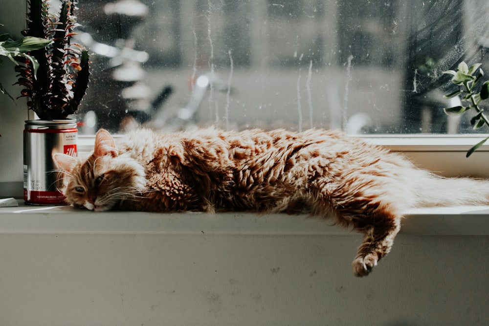 orange tabby cat lying down