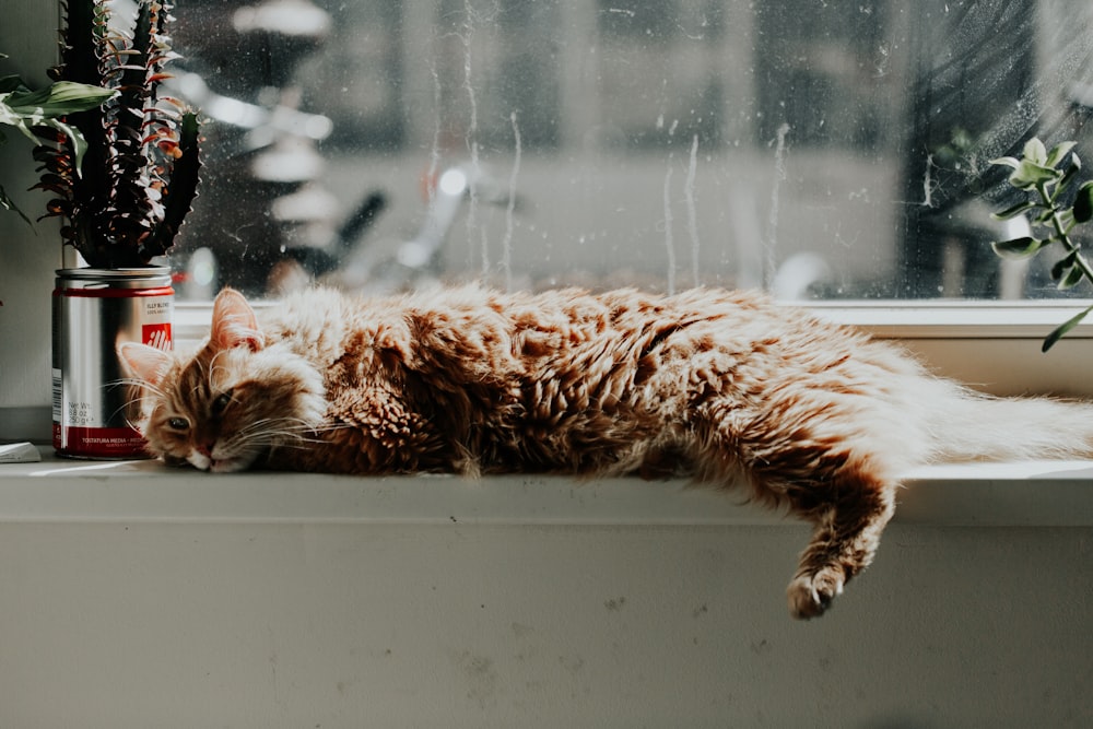 누워있는 주황색 줄무늬 고양이