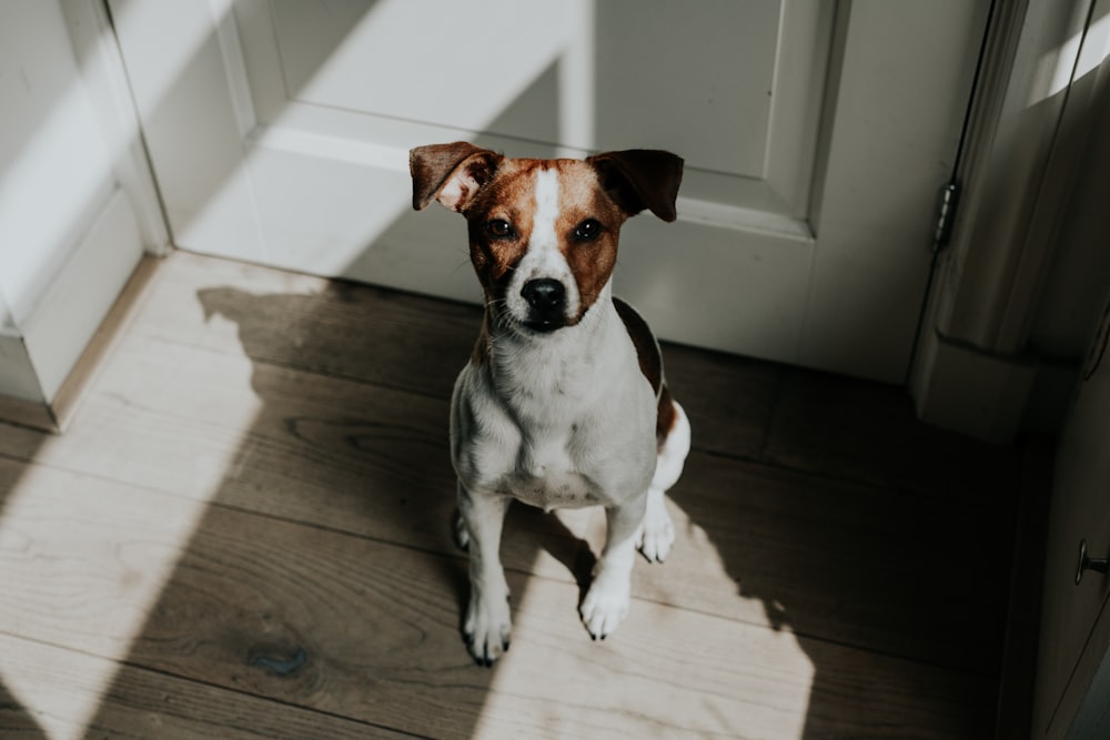 Chien blanc et brun à poil court assis derrière une porte en bois blanc