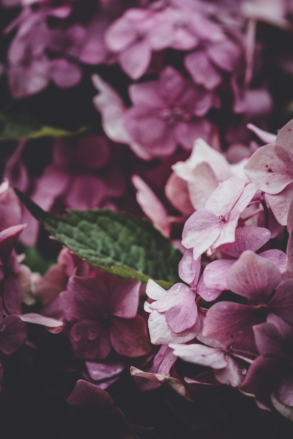 close up photo of pink petaled flower