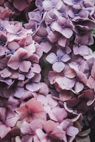 pink flowers