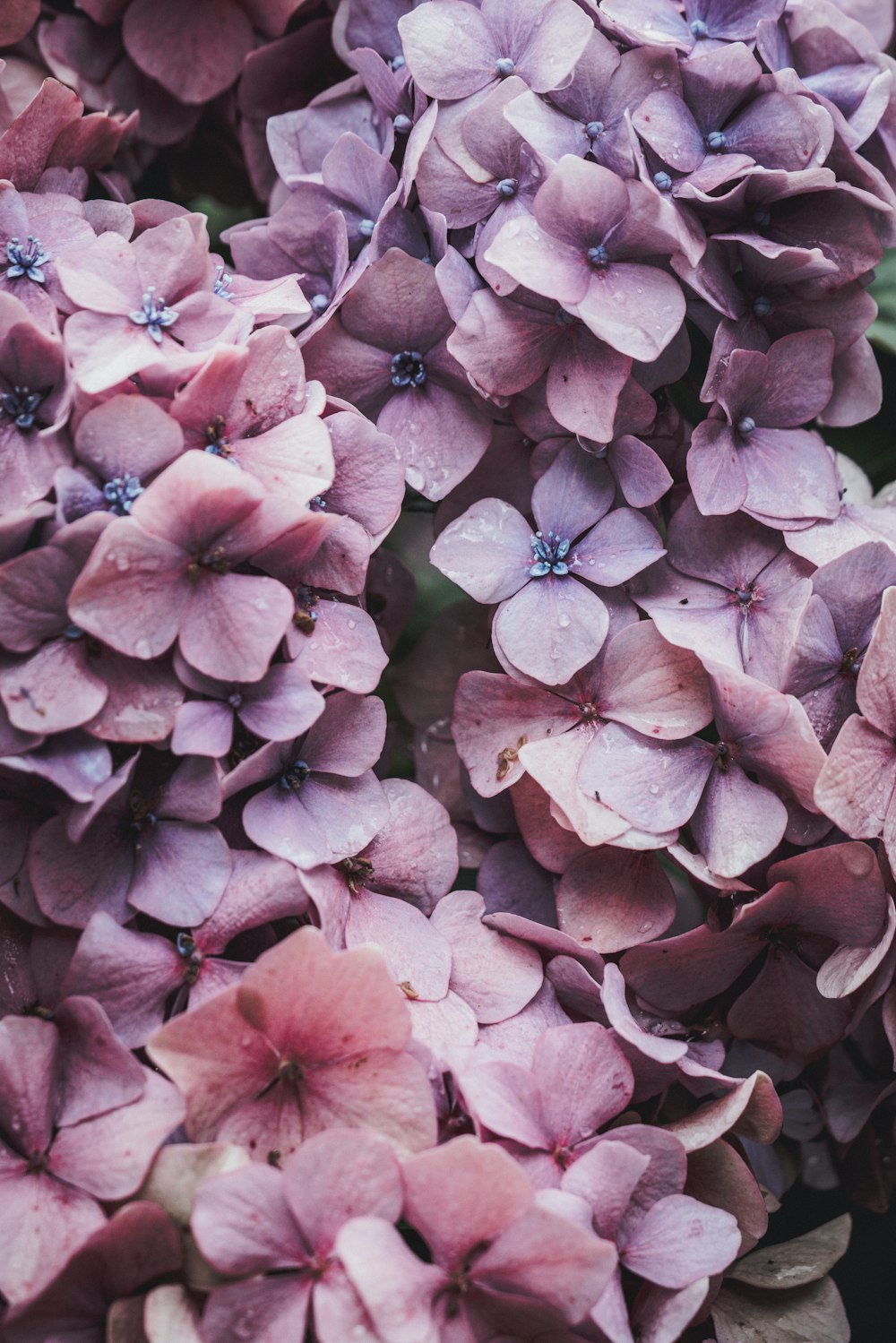 pink flowers