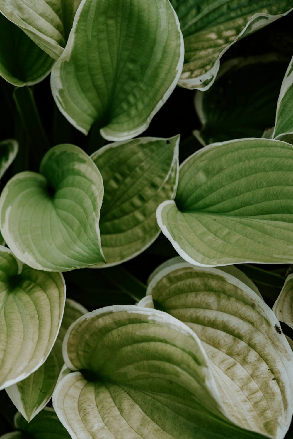 Foto de primer plano de la planta de hoja verde