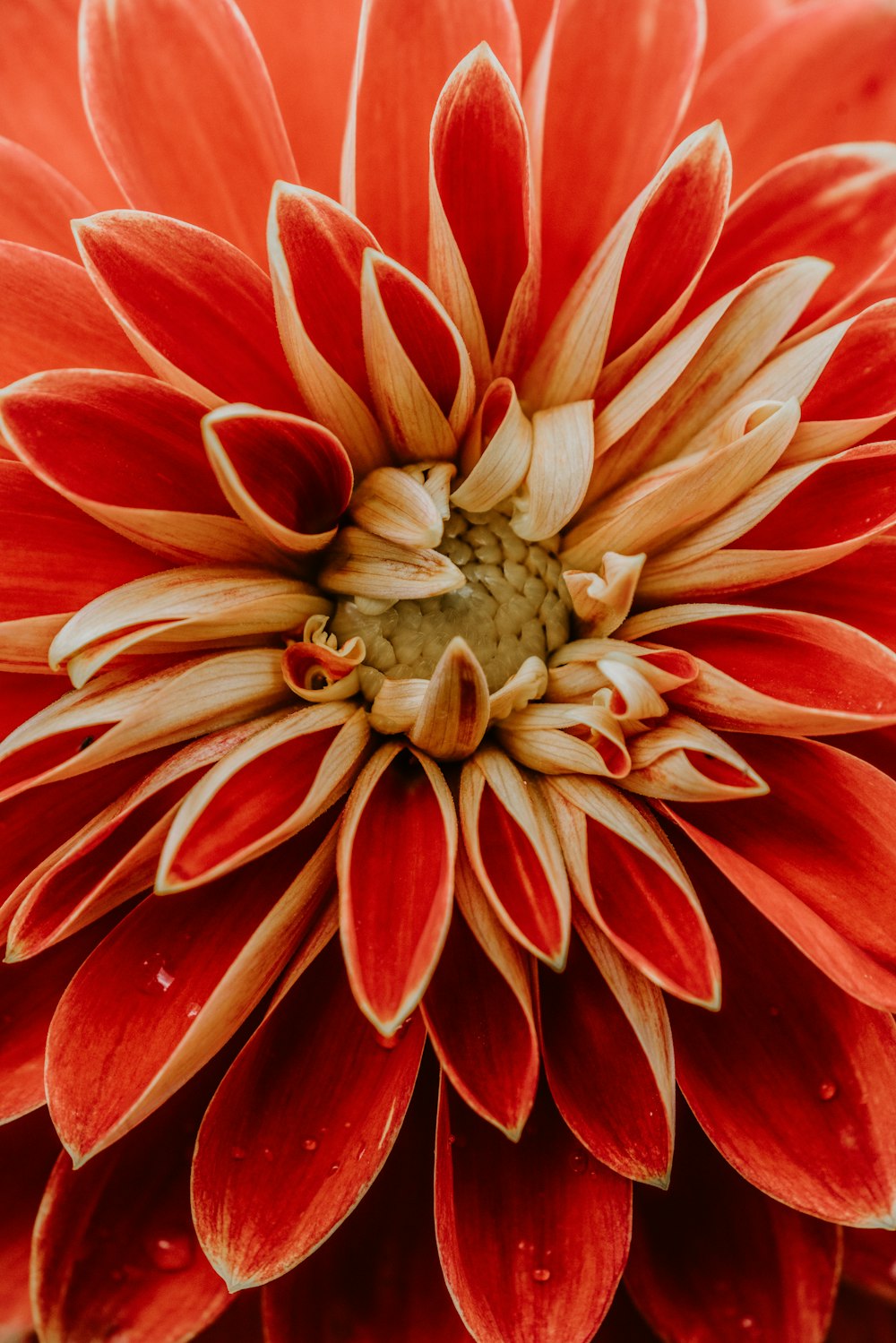 Foto de primer plano de flor de pétalos rojos