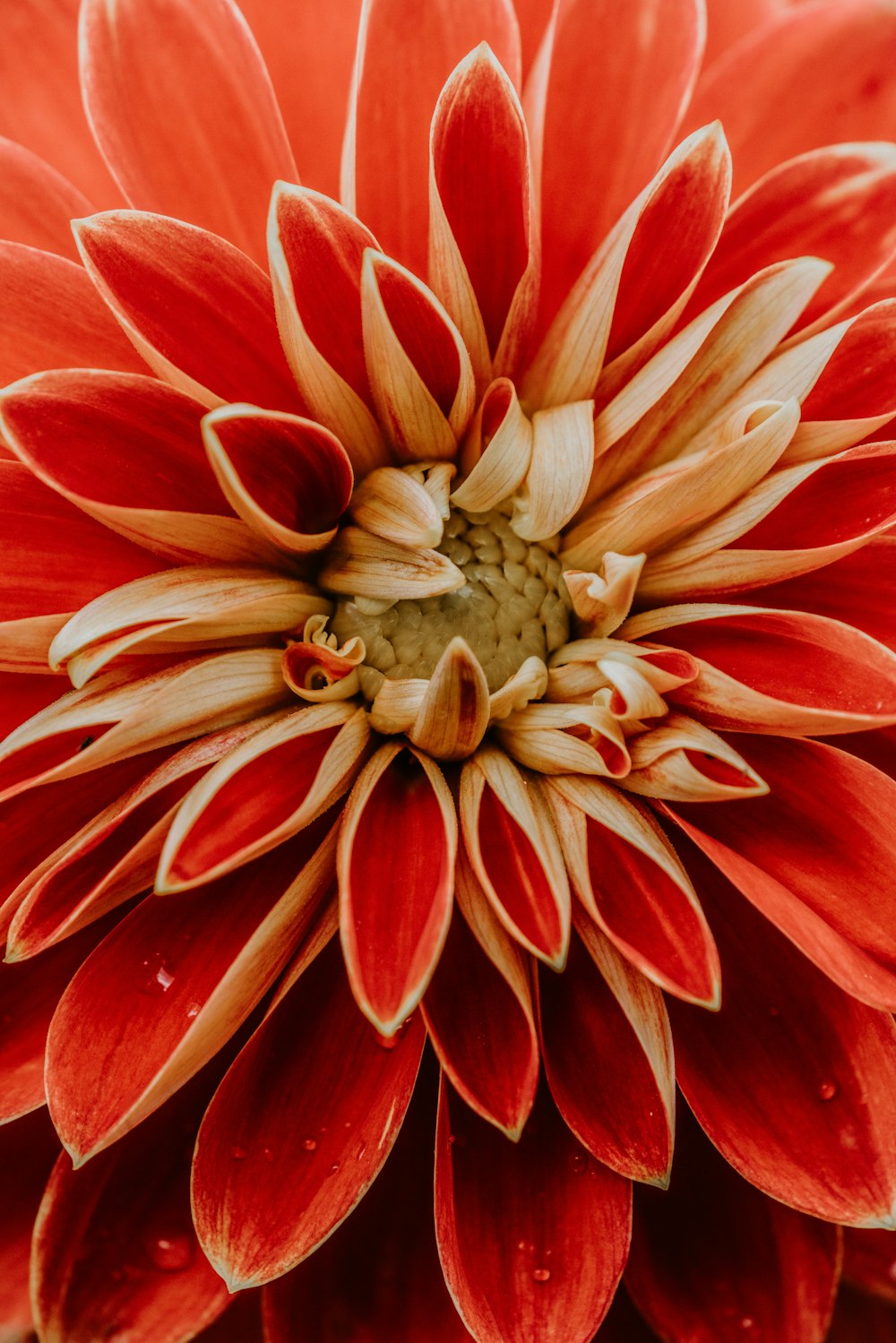 foto ravvicinata di fiore dai petali rossi