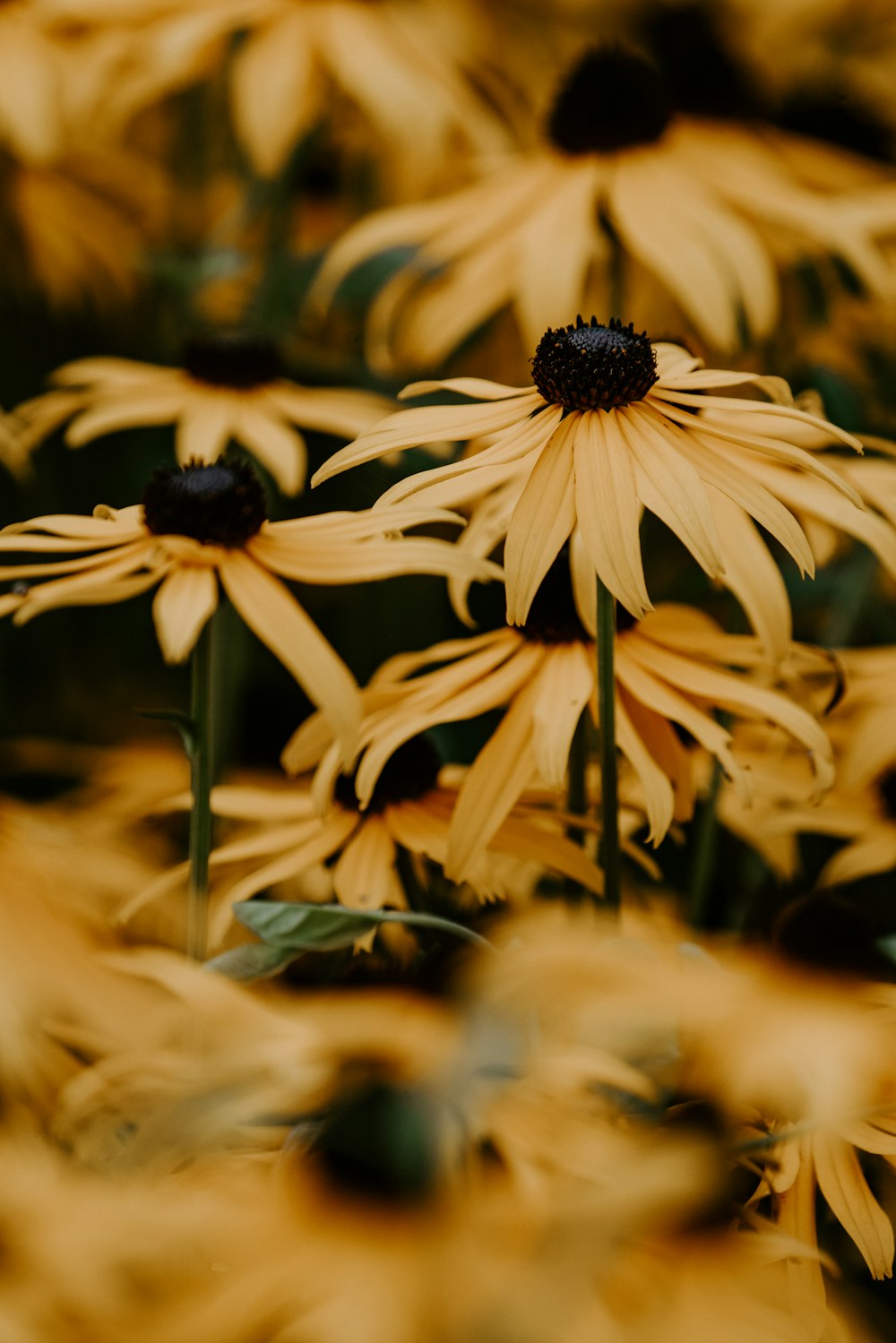Yellow | 12 best free yellow, plant, flower and blossom photos on Unsplash