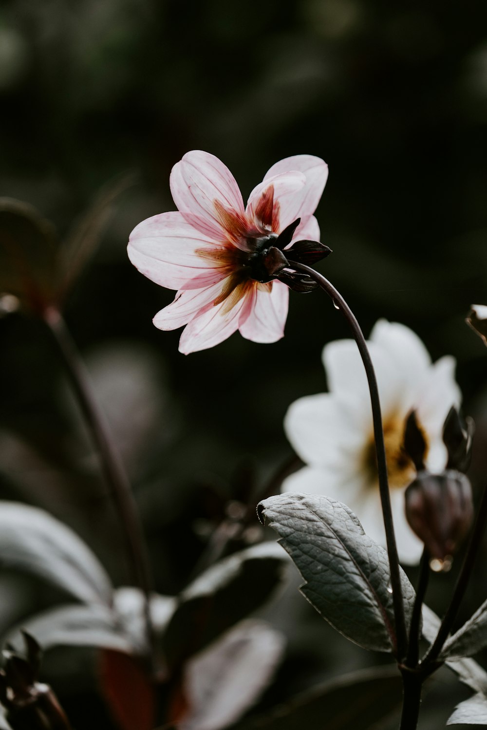 macro photography of pink flowers