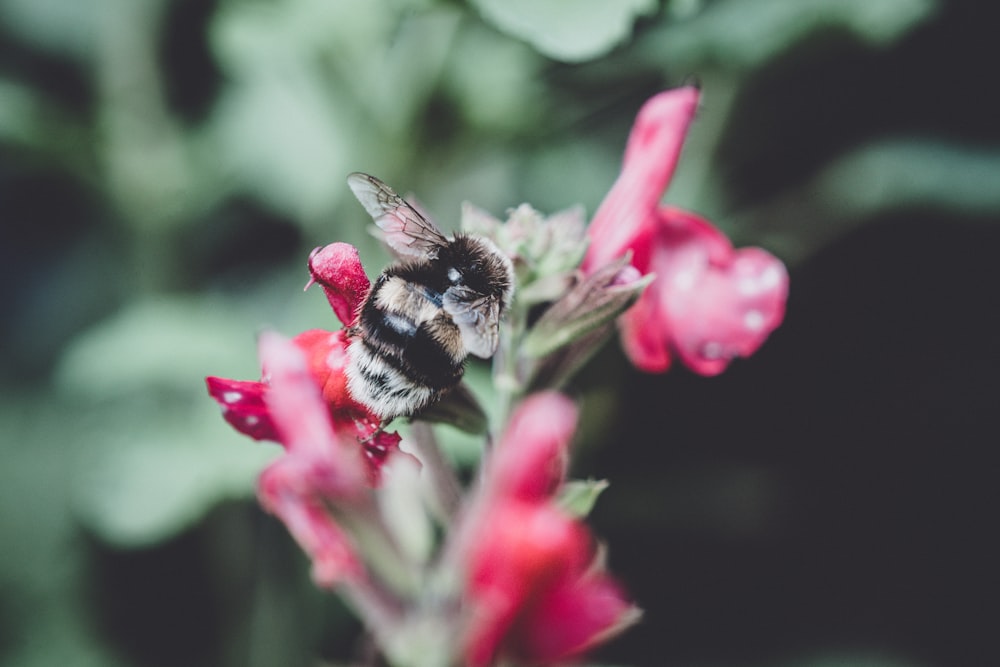 Foto de primer plano de la abeja flotando flor de pétalos rojos