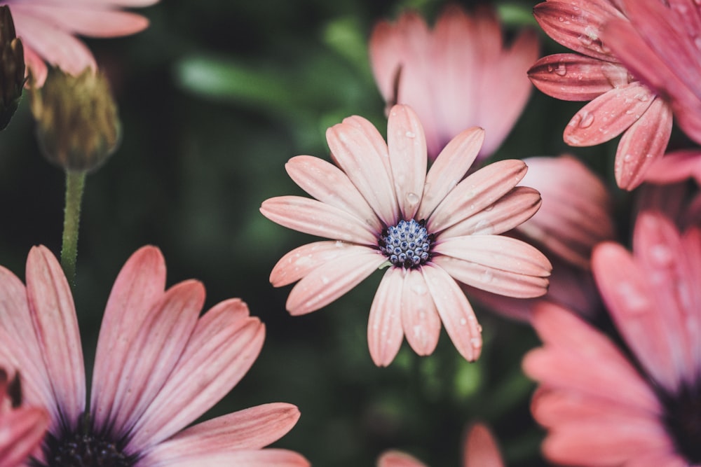 pink-petaled flowers