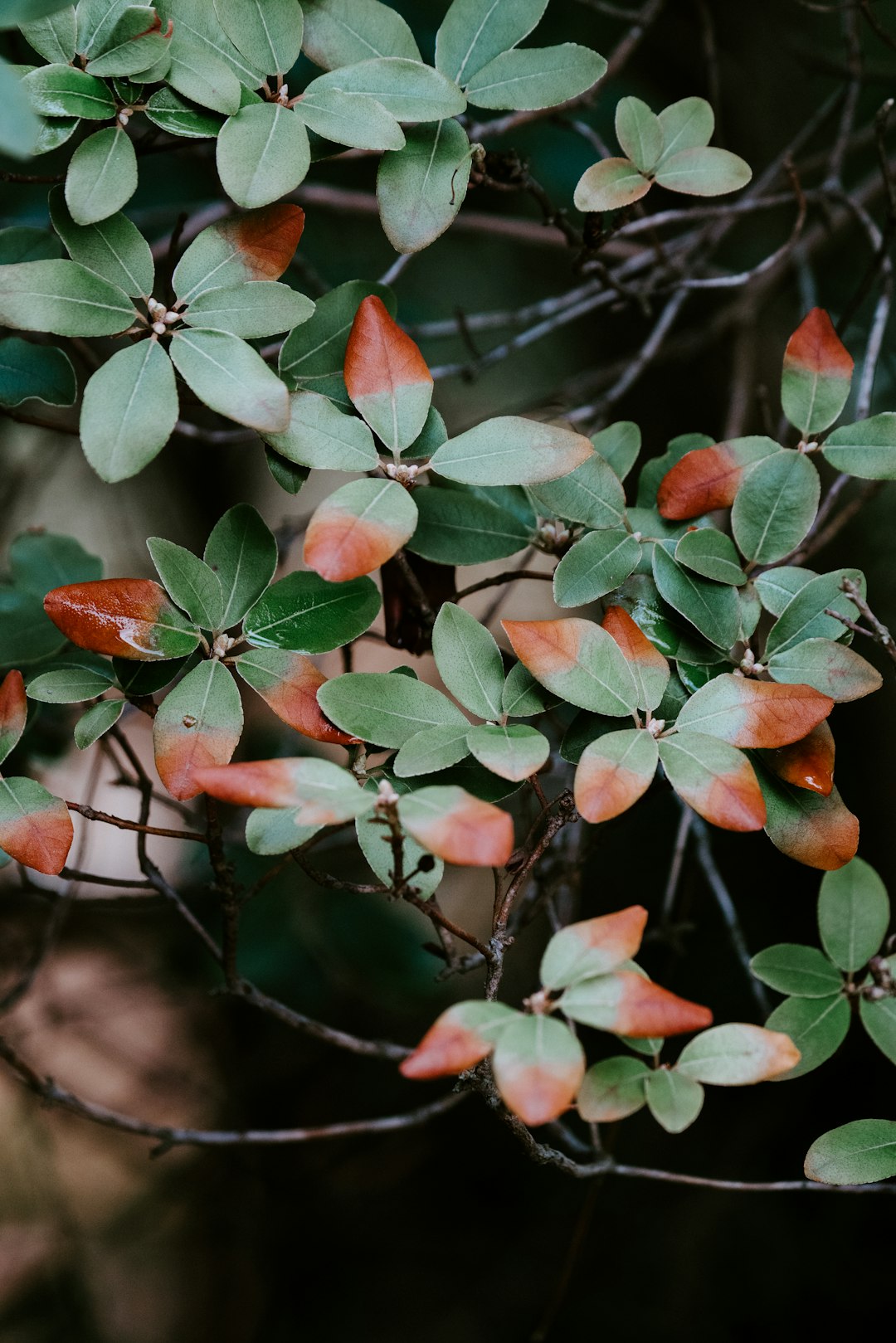 green-and-red leaf plant