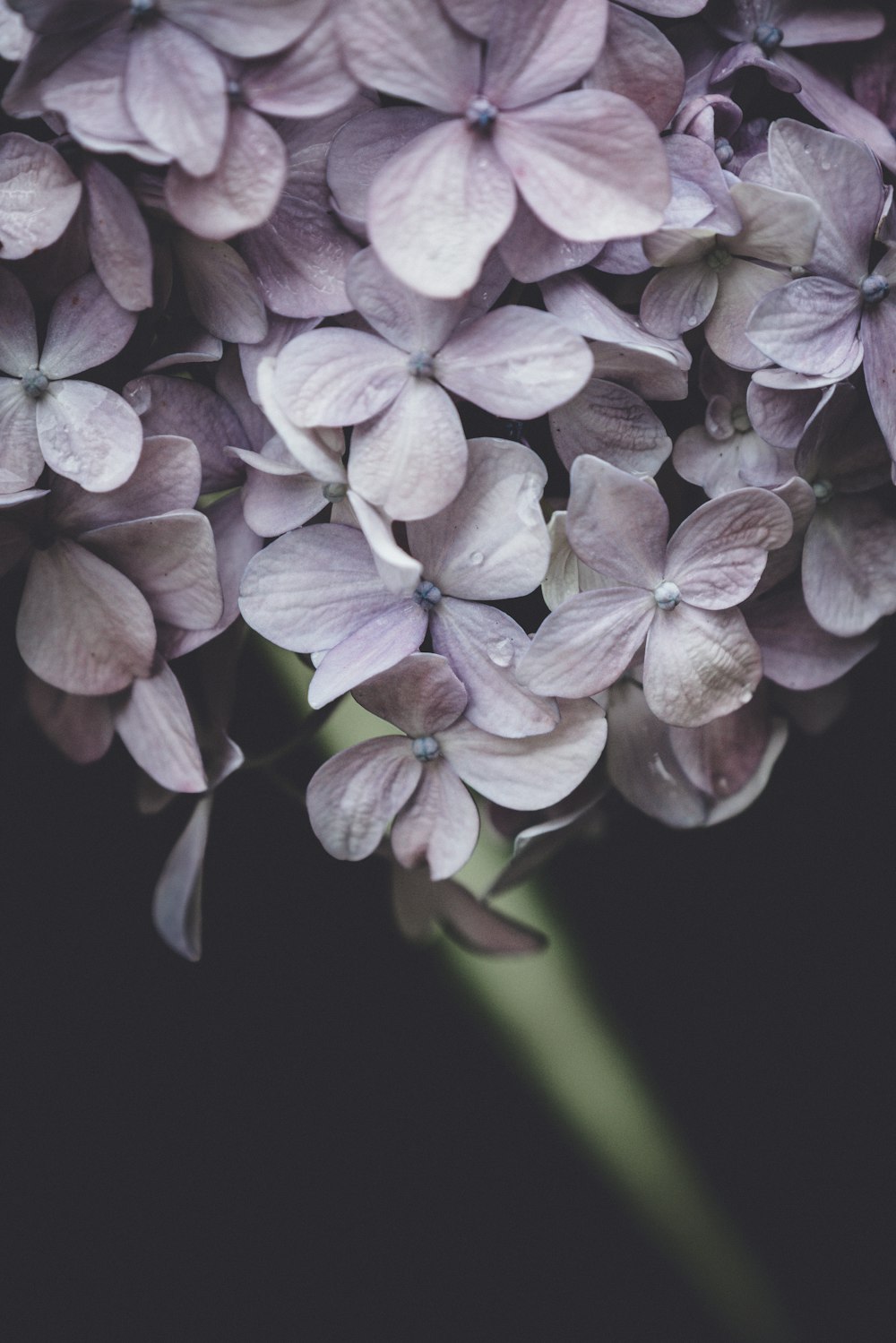 purple hydrangea flower