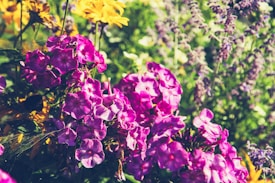 Vibrant pink and purple flowers are in full bloom, surrounded by lush greenery. The background shows more flowers and plants, creating a rich, colorful garden scene.