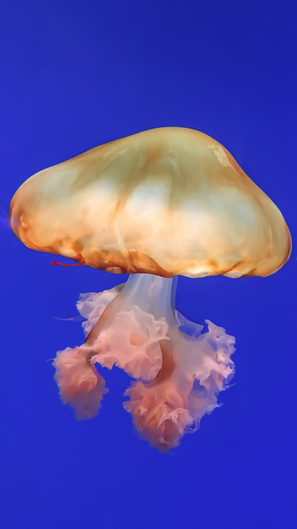 illustrazione marrone e rosa medusa