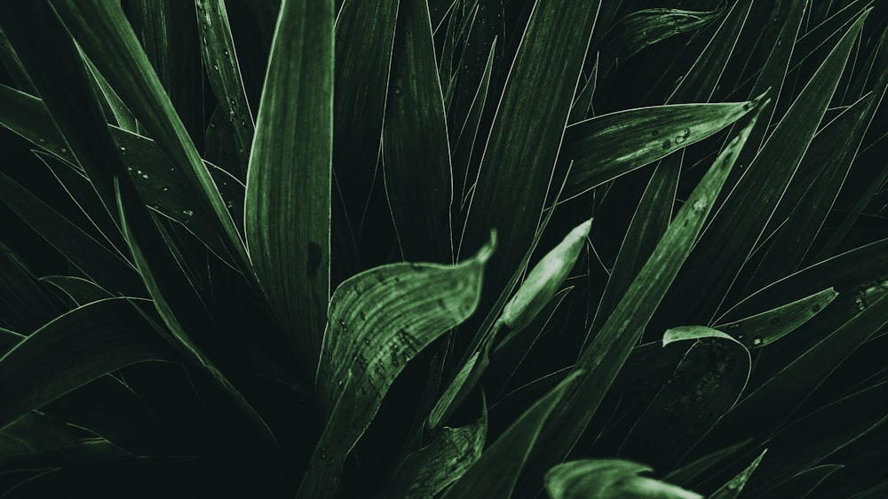 線形葉植物のクローズ写真