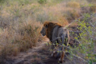 brown lion on grass field