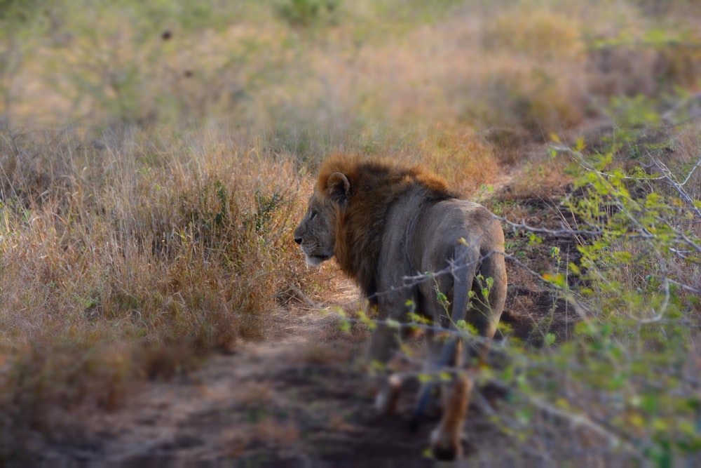 brown lion on grass field