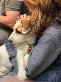 A proud pet parent gently hugging their dog dressed in a stylish, hand-stitched jacket.