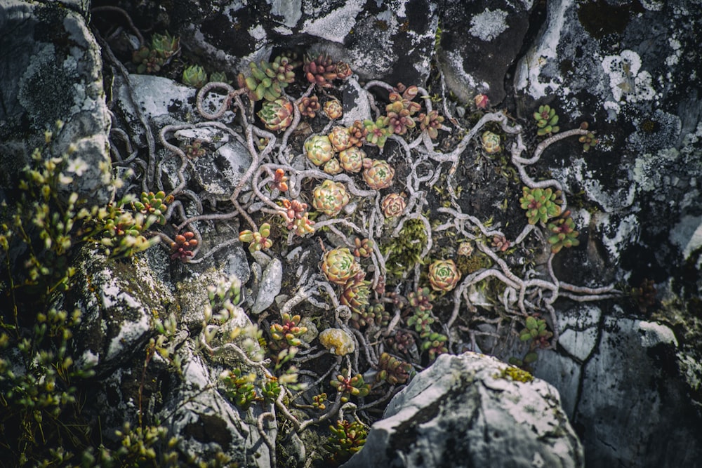 plantas suculentas verdes, vermelhas e brancas cercadas por pedras