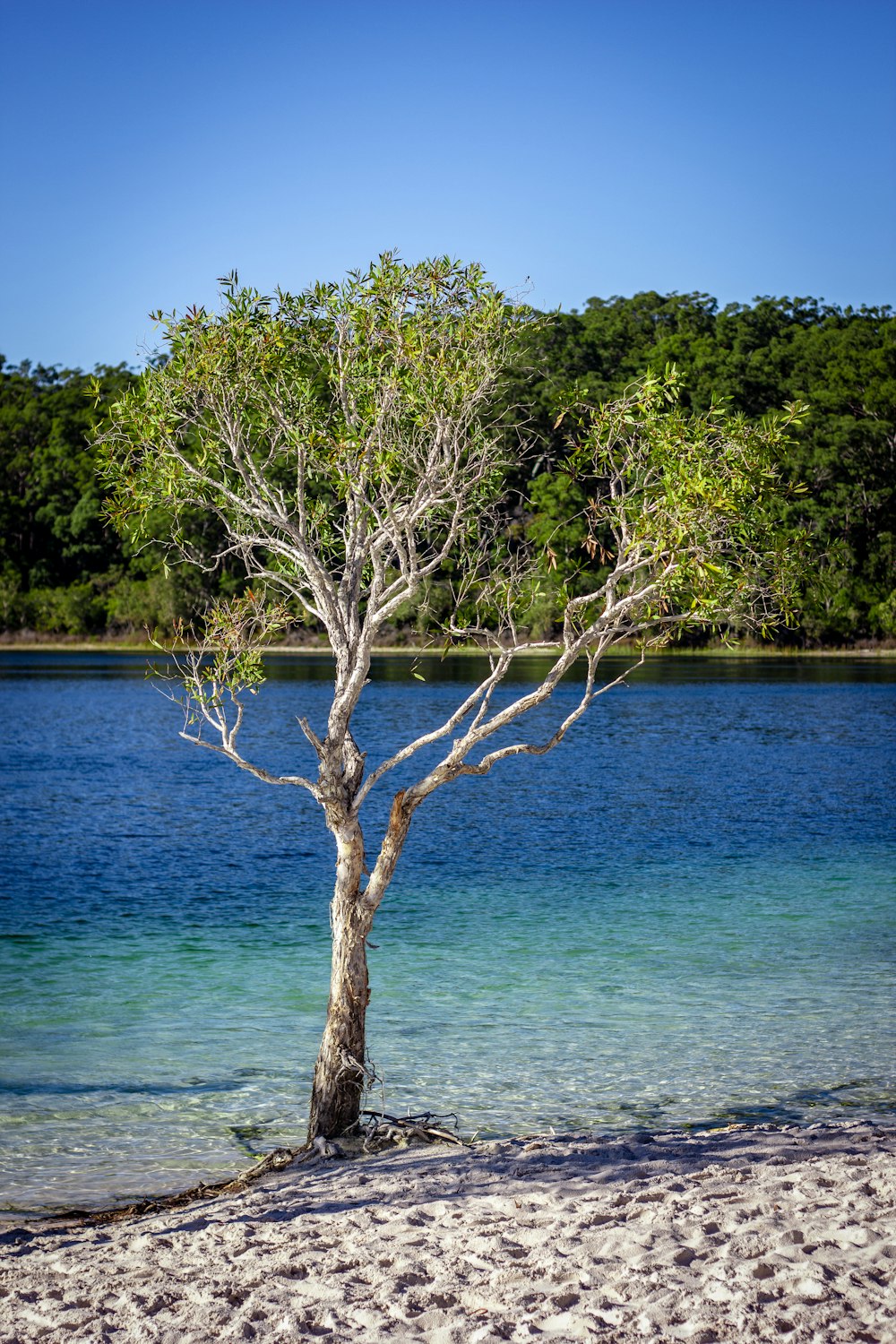 green leafed tree near seashore at daytime