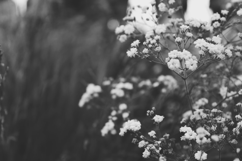 petaled flowers in grayscale photo