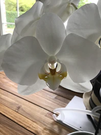 Softly lit close-up of an orchid blossom resting on a beige linen cloth.