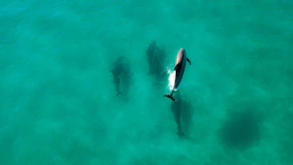 A close-up of a smiling guide gently pointing out dolphins swimming nearby in clear blue water.