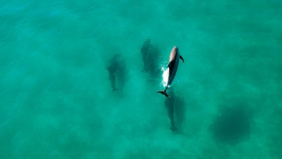 A group of dolphins swims elegantly through clear turquoise water, with one dolphin notably surfacing, revealing its sleek body and dorsal fin.