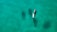 A group of dolphins swims elegantly through clear turquoise water, with one dolphin notably surfacing, revealing its sleek body and dorsal fin.
