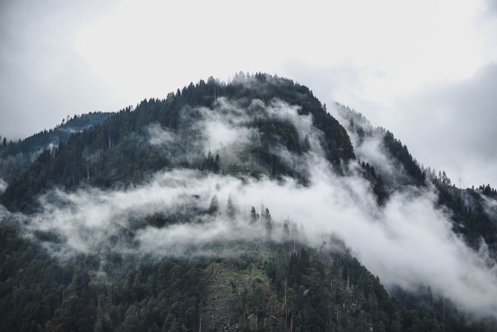 montaña verde cubierta de niebla