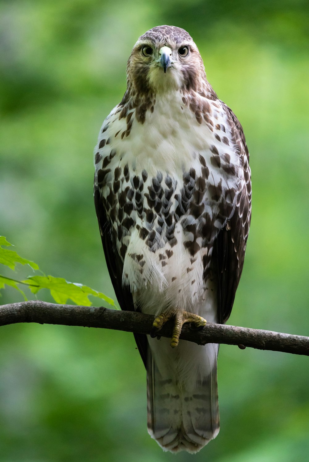 白と茶色の鳥