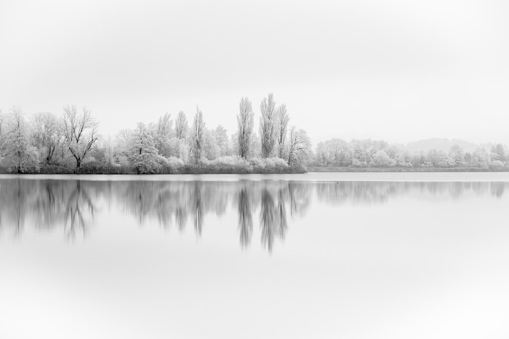 forest covered with snow reflected on body of water grayscale photo