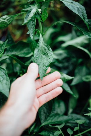 person holding green leaf