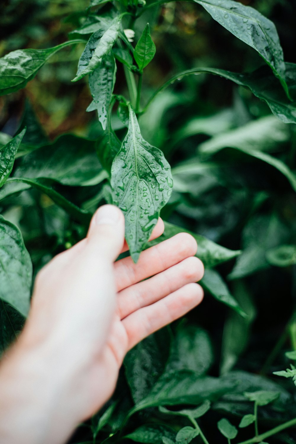 Persona sosteniendo una hoja verde