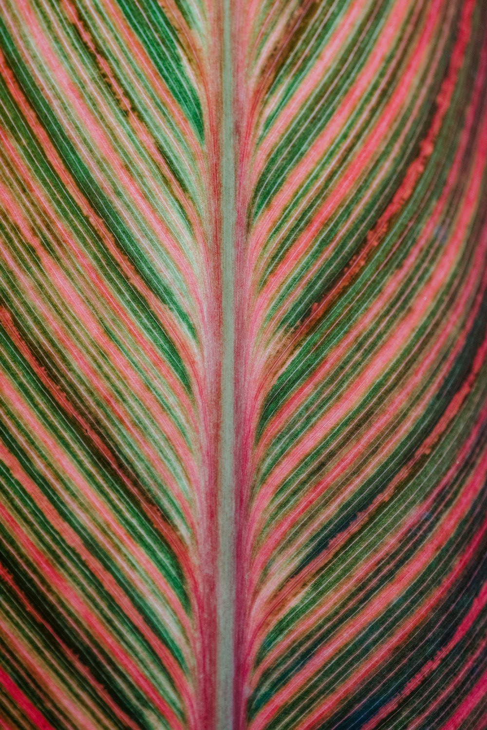 uma visão de perto de uma folha colorida