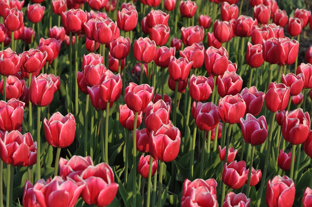 red flowers