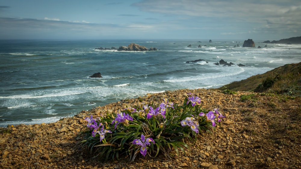 purple petaled flower near the body of water