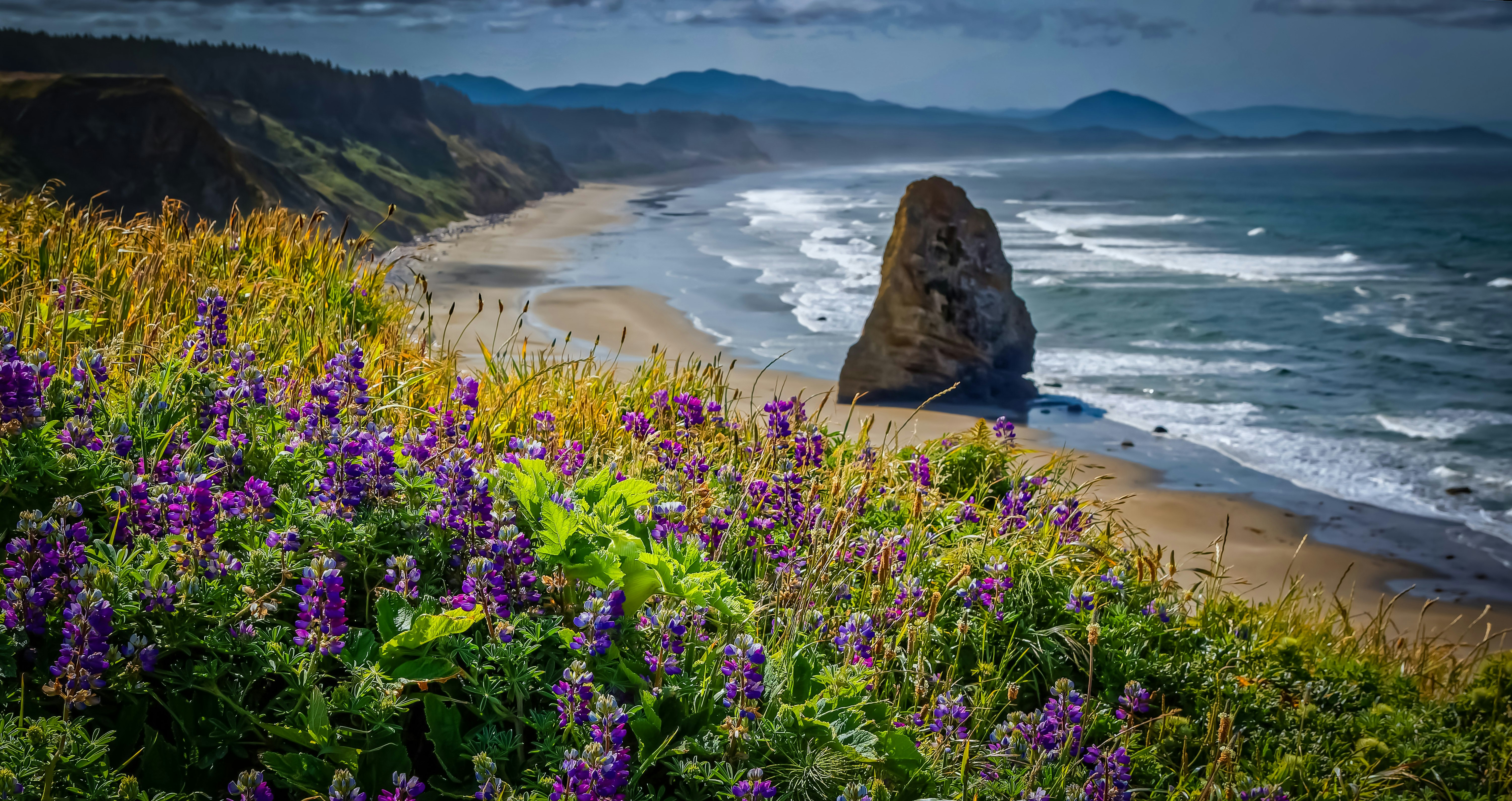 purple petaled flower field with ocean view at daytime
