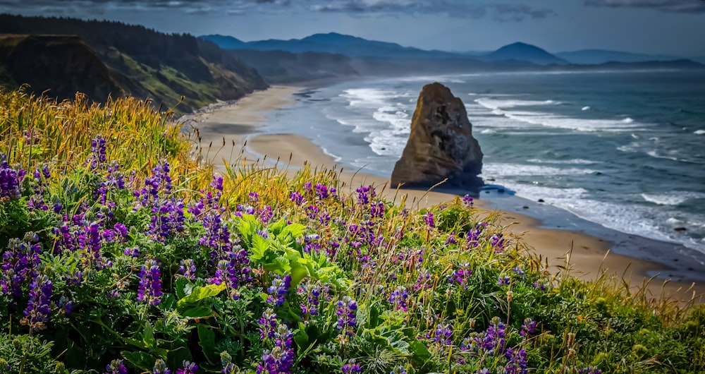 purple petaled flower field with ocean view at daytime