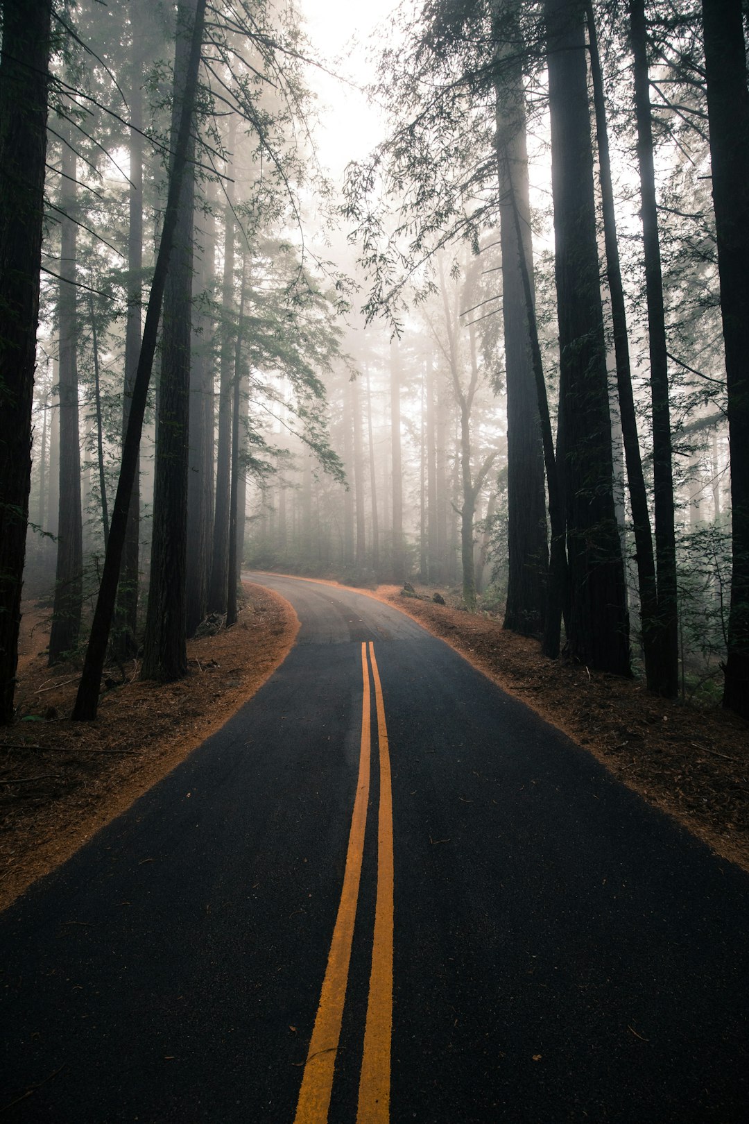 Forest photo spot Mount Tamalpais San Francisco